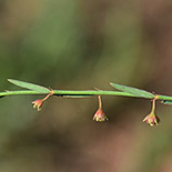 Phyllanthus pentandrus